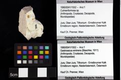 Foto (Objket + Etiketten) von Gastrodorus sp. 